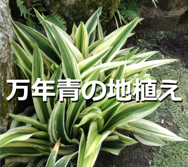 おもとの植え替え 完全版 仮 おもとの豊明園 ほうめいえん