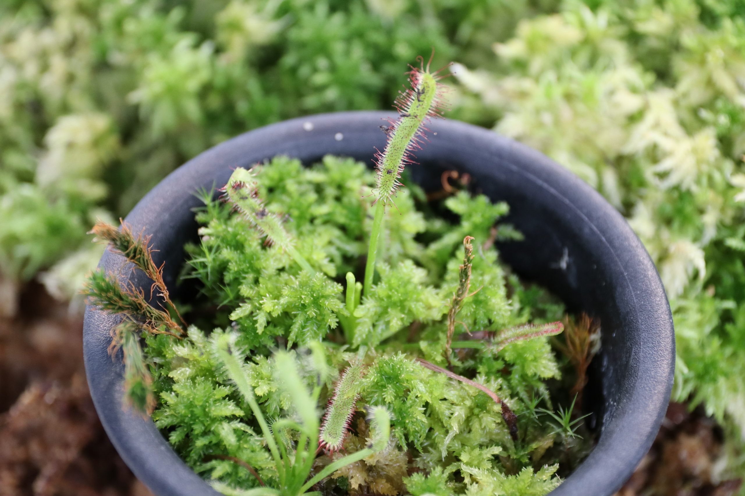 食虫植物と生水苔 おもとの豊明園 ほうめいえん