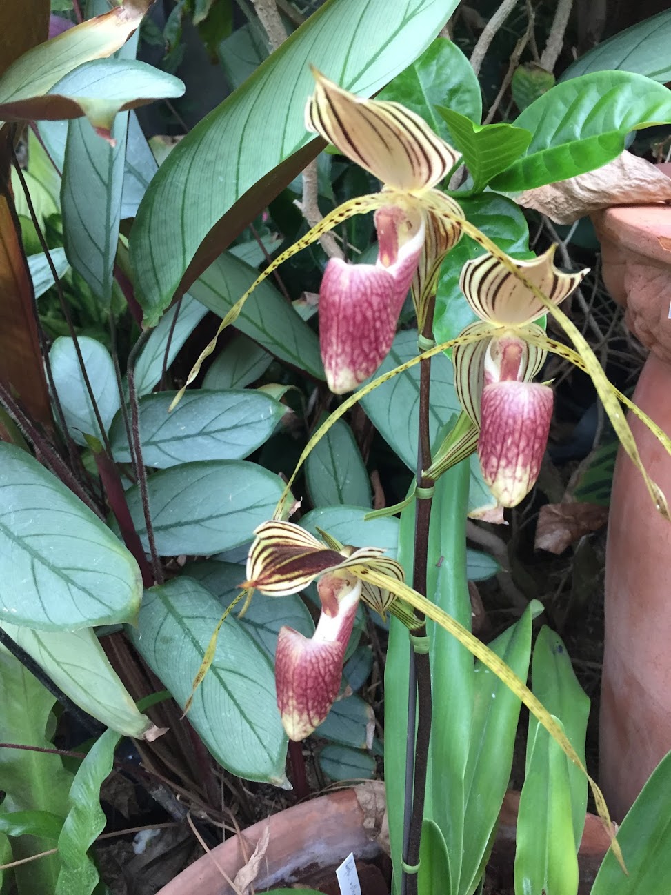 食虫植物と生水苔 おもとの豊明園 ほうめいえん